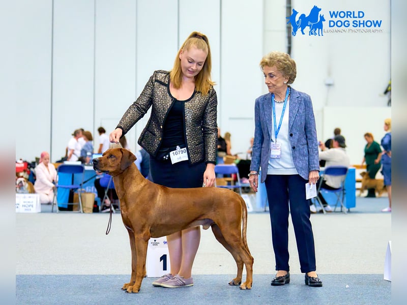 Wurfankündigung – Rhodesian Ridgeback FCI