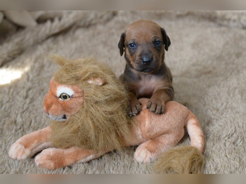 Rhodesian Ridgeback Welpen mit FCI-Papieren, DNA