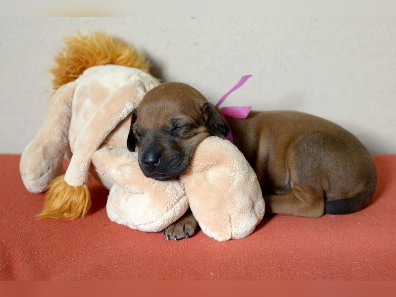 Welpen Rhodesian Ridgeback mit FCI-Papieren