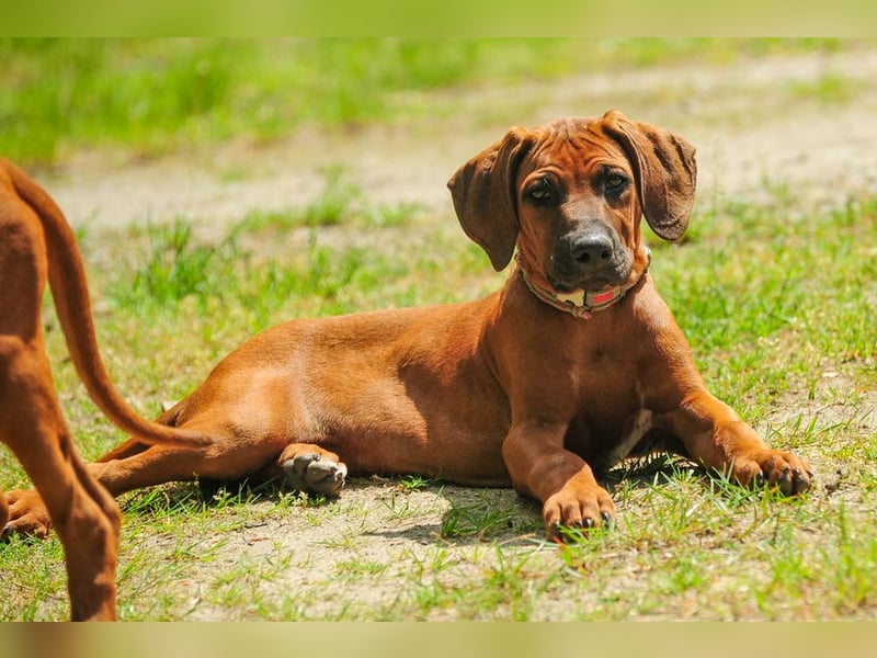Rhodesian Ridgeback Welpen mit FCI-DNA-Dokumenten