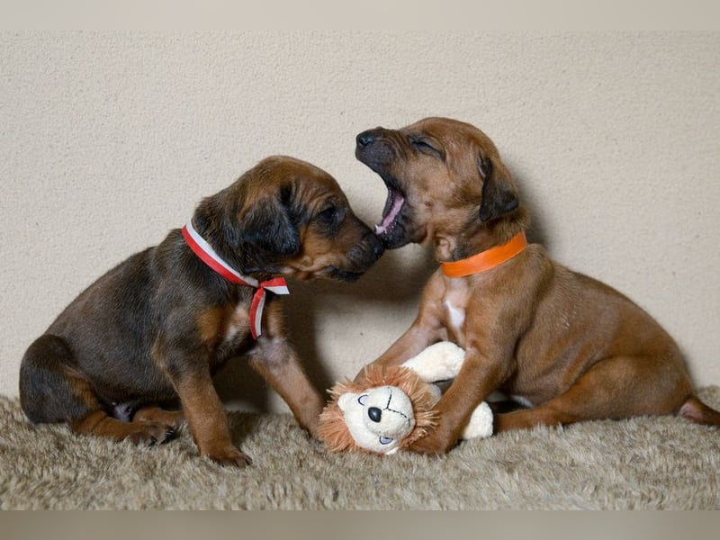 Welpen Rhodesian Ridgeback mit FCI-Papieren
