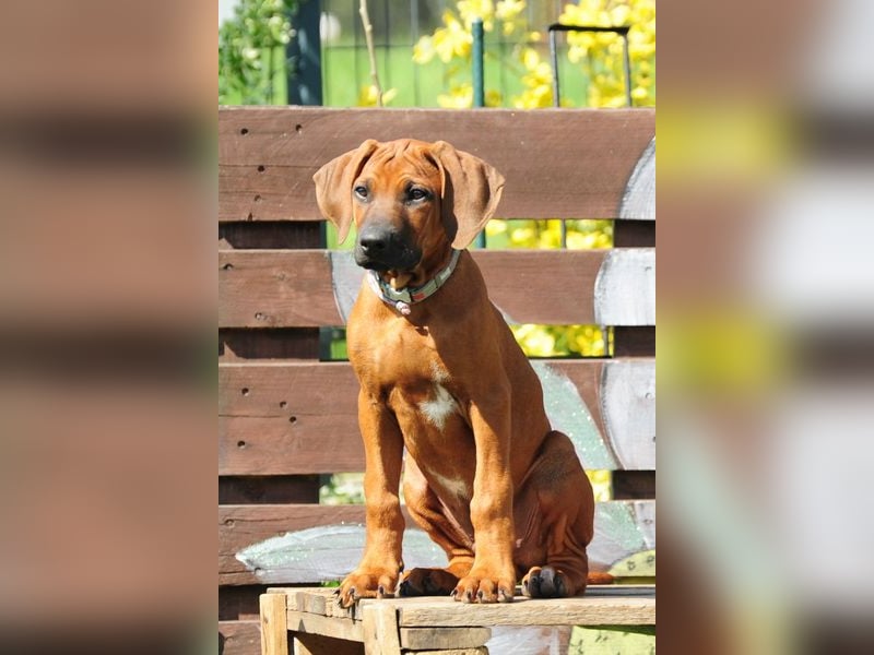 Rhodesian Ridgeback Welpen mit FCI-DNA-Dokumenten
