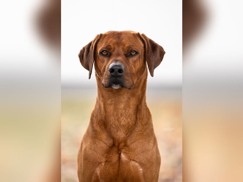 Wurfankündigung – Rhodesian Ridgeback FCI
