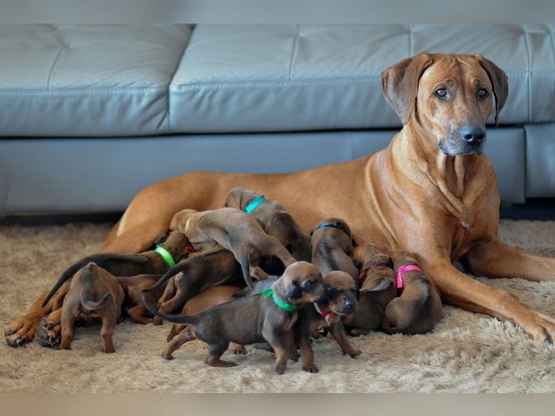 Rhodesian Ridgeback Welpen mit FCI-Papieren, DNA