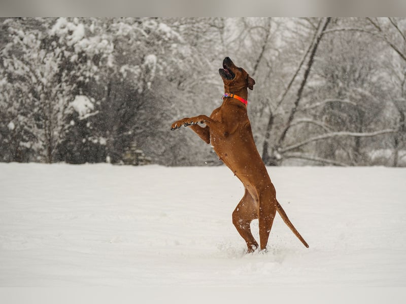 Wurfankündigung – Rhodesian Ridgeback FCI