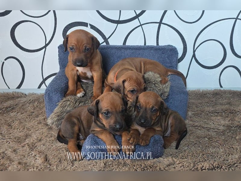 Rhodesian Ridgeback Welpen mit FCI-Papieren, DNA