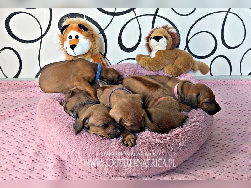 Rhodesian Ridgeback Welpen mit FCI-Papieren, DNA