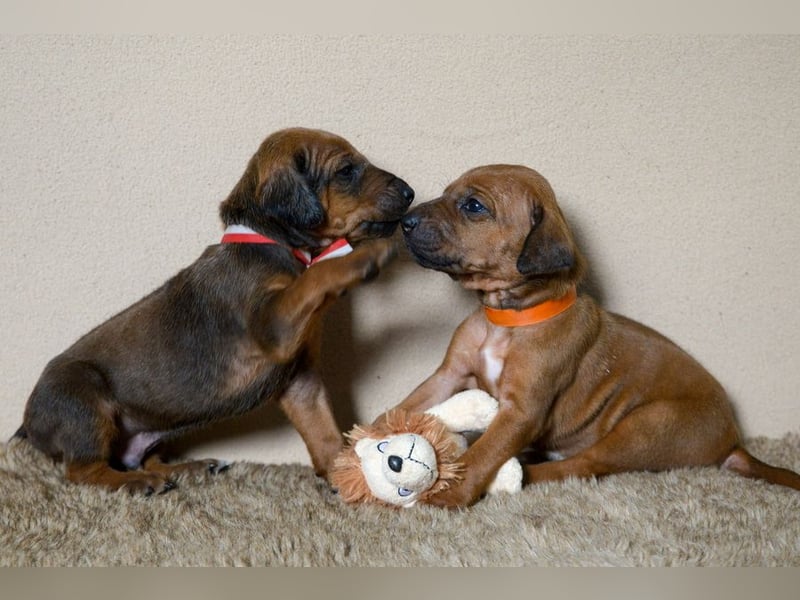 Welpen Rhodesian Ridgeback mit FCI-Papieren