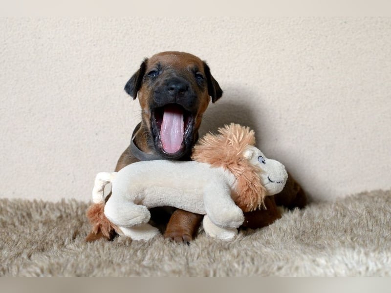 Welpen Rhodesian Ridgeback mit FCI-Papieren