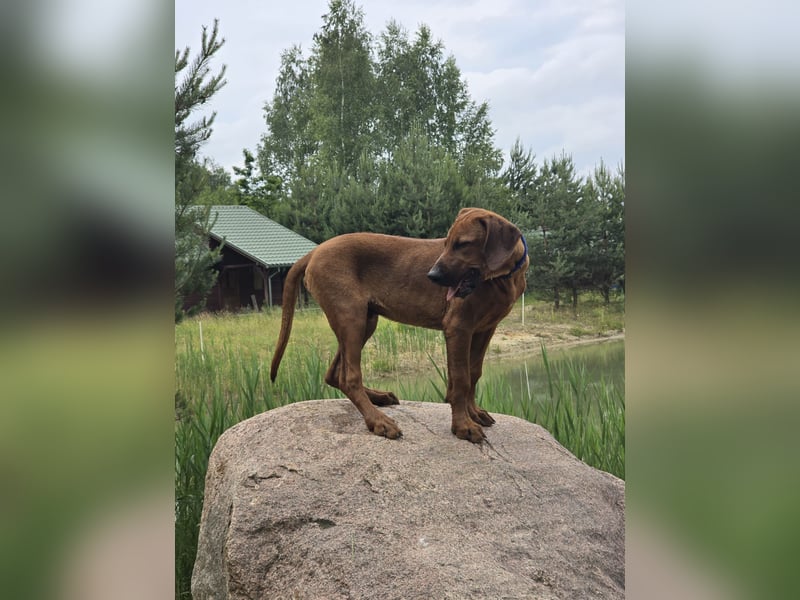 Rhodesian Ridgeback Welpen mit FCI- und DNA-Zertifikaten