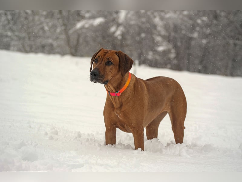 Wurfankündigung – Rhodesian Ridgeback FCI