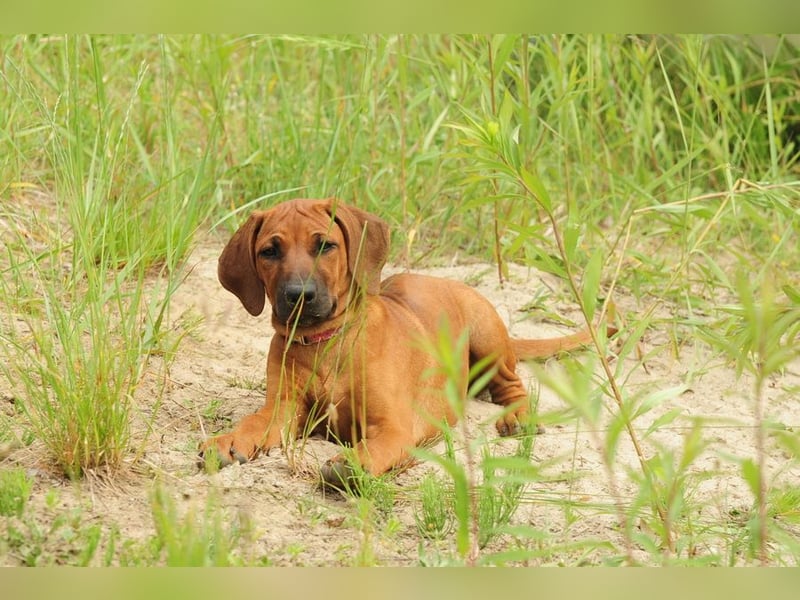 Rhodesian Ridgeback Welpen mit FCI-DNA-Dokumenten