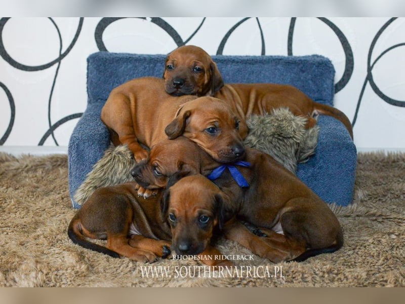Rhodesian Ridgeback Welpen mit FCI-Papieren, DNA