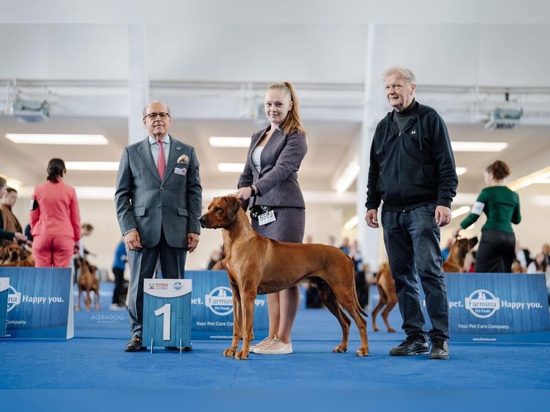 Wurfankündigung – Rhodesian Ridgeback FCI