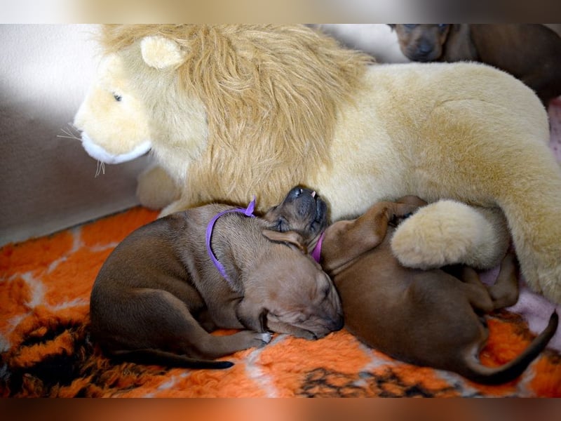 Welpen Rhodesian Ridgeback mit FCI-Papieren