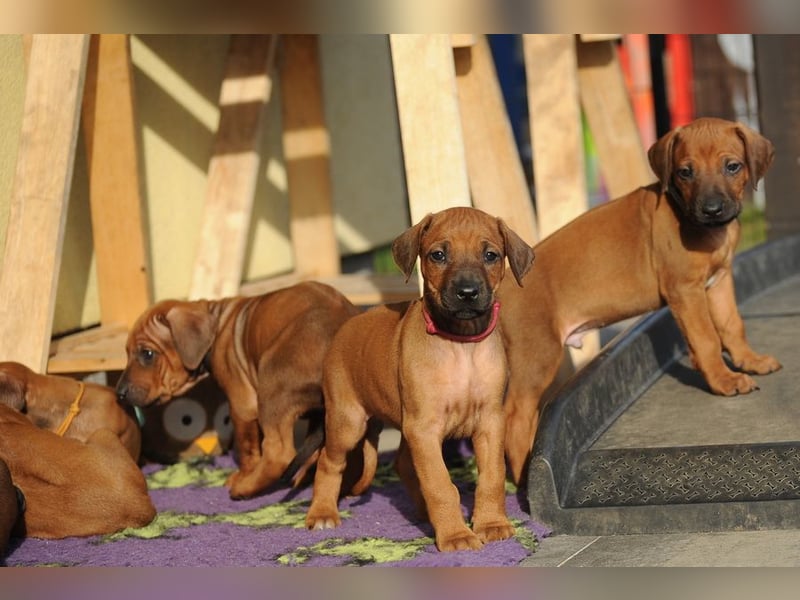 Rhodesian Ridgeback Welpen mit FCI-Papieren, DNA