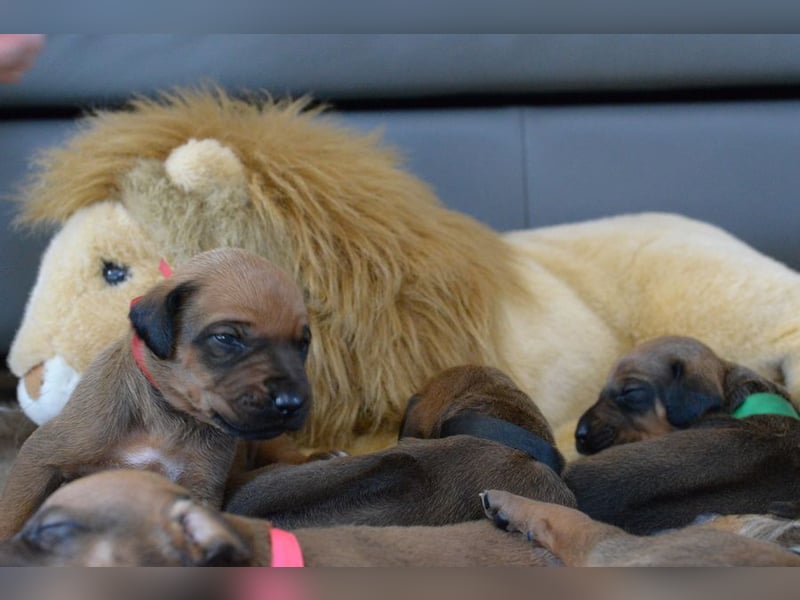 Rhodesian Ridgeback Welpen mit FCI-Papieren, DNA