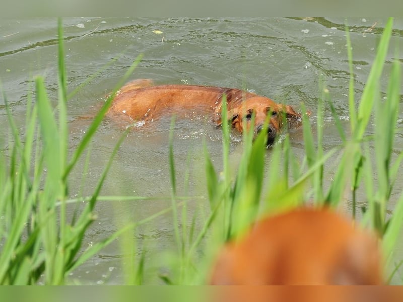 Rhodesian Ridgeback Welpen mit FCI-DNA-Dokumenten