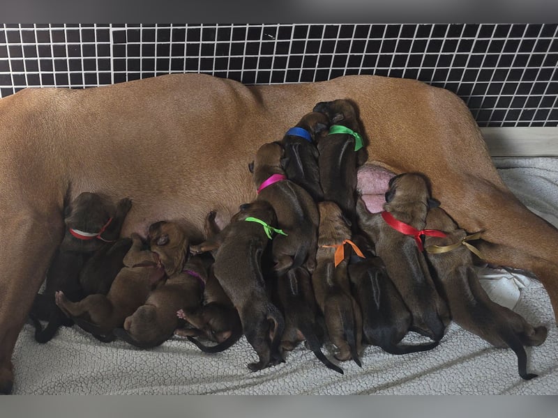 Rhodesian Ridgeback Welpen mit FCI-Papieren, DNA