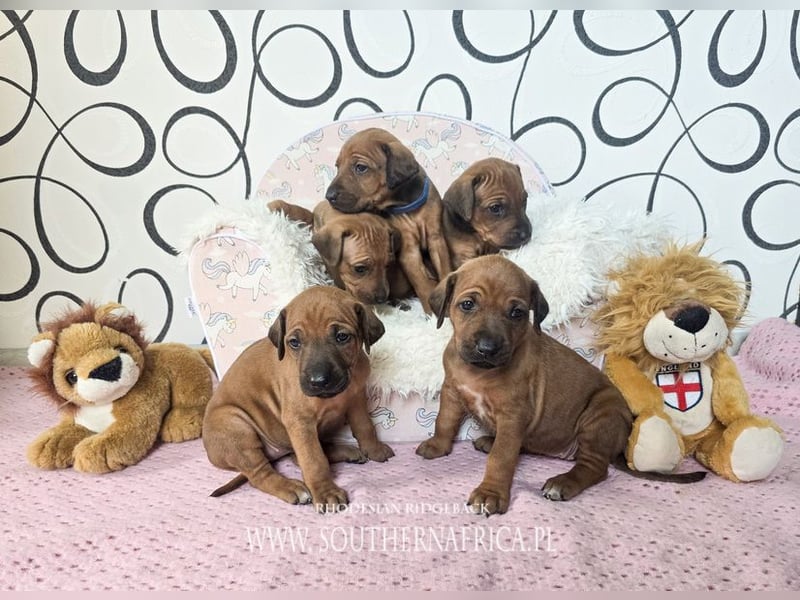 Rhodesian Ridgeback Welpen mit FCI-Papieren, DNA