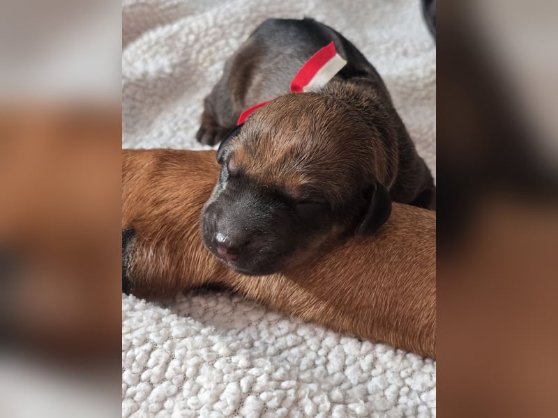 Welpen Rhodesian Ridgeback mit FCI-Papieren