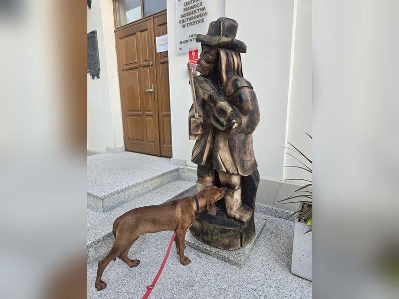 Rhodesian Ridgeback Welpen mit FCI- und DNA-Zertifikaten