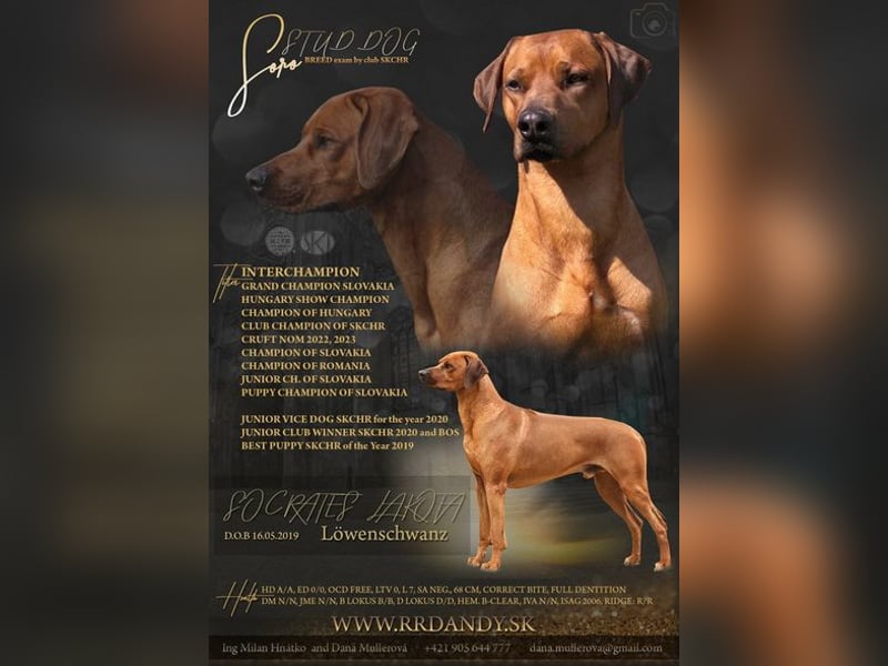 Wurfankündigung – Rhodesian Ridgeback FCI