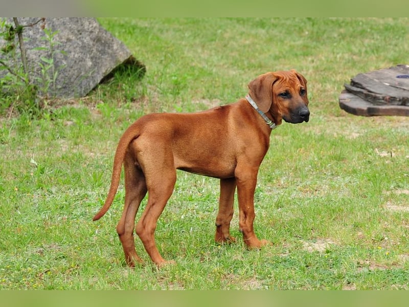 Rhodesian Ridgeback Welpen mit FCI-DNA-Dokumenten