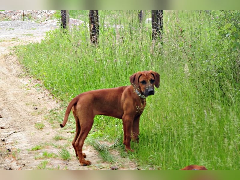 Rhodesian Ridgeback Welpen mit FCI- und DNA-Zertifikaten