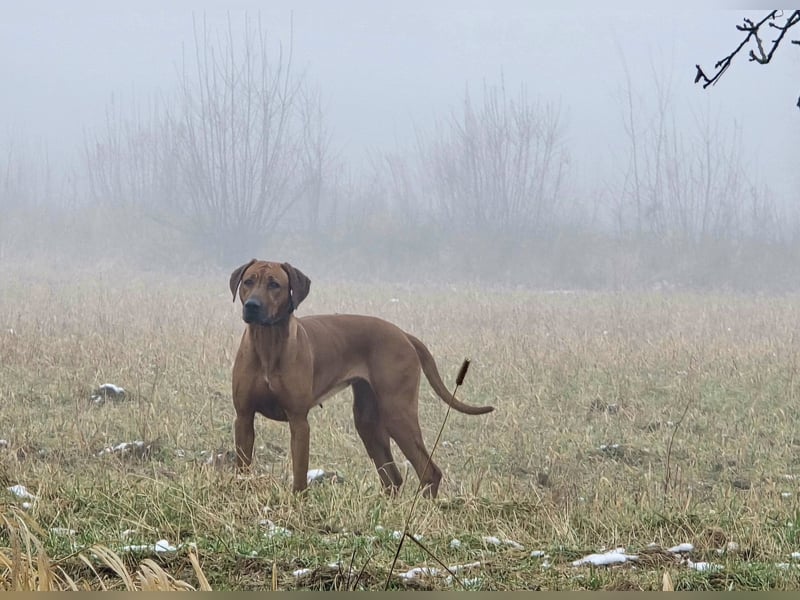 Wurfankündigung – Rhodesian Ridgeback FCI