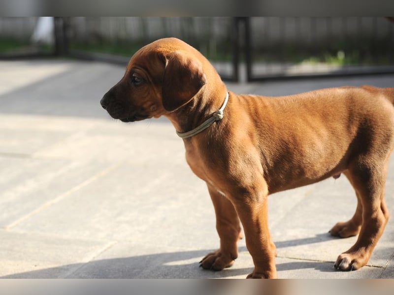 Rhodesian Ridgeback Welpen mit FCI-Papieren, DNA