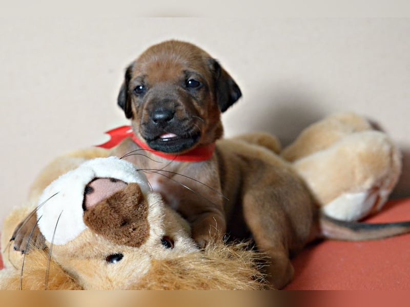 Welpen Rhodesian Ridgeback mit FCI-Papieren