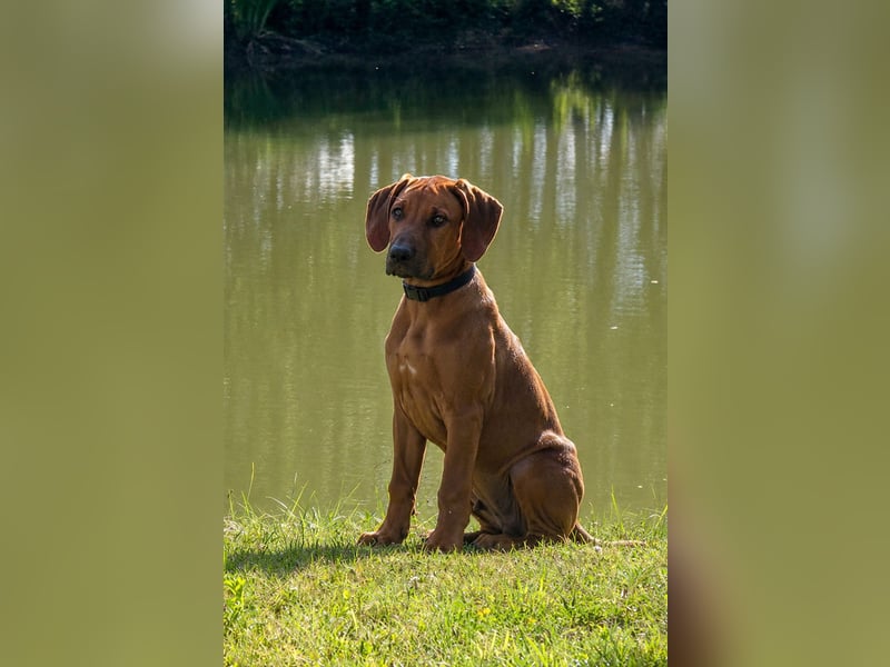 Rhodesian Ridgeback Welpen mit FCI- und DNA-Zertifikaten