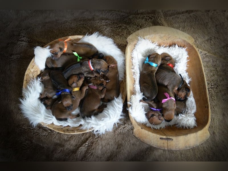 Welpen Rhodesian Ridgeback mit FCI-Papieren