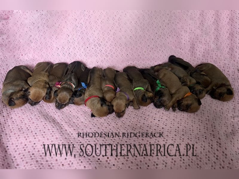 Rhodesian Ridgeback Welpen mit FCI-Papieren, DNA