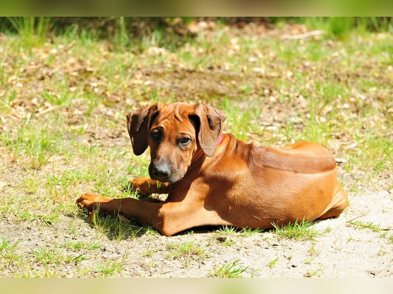 Rhodesian Ridgeback Welpen mit FCI-DNA-Dokumenten