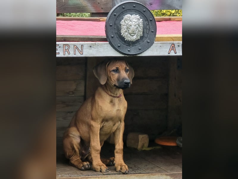 Rhodesian Ridgeback Welpen mit FCI-DNA-Dokumenten