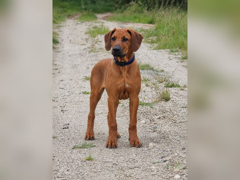 Rhodesian Ridgeback Welpen mit FCI- und DNA-Zertifikaten