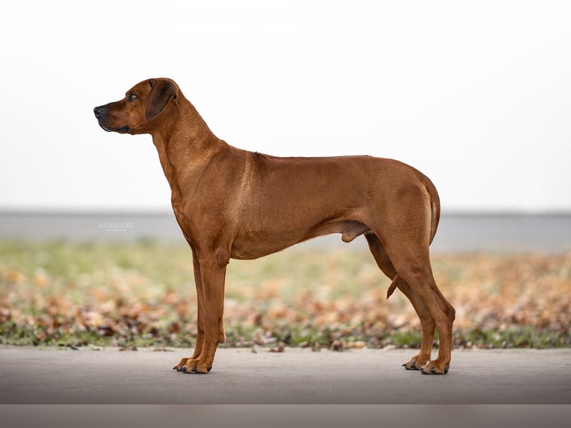 Wurfankündigung – Rhodesian Ridgeback FCI