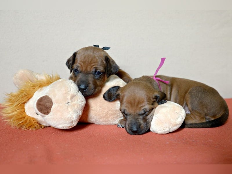 Welpen Rhodesian Ridgeback mit FCI-Papieren