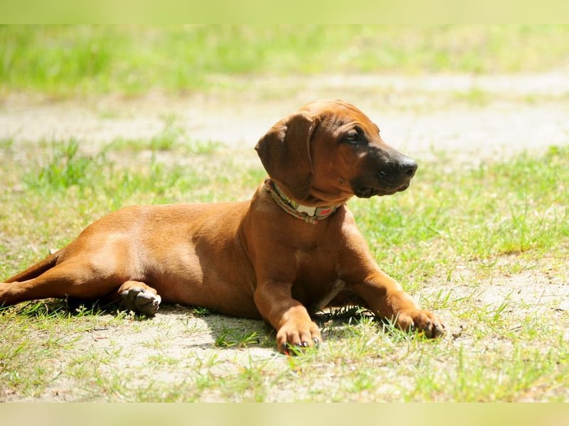 Rhodesian Ridgeback Welpen mit FCI- und DNA-Zertifikaten
