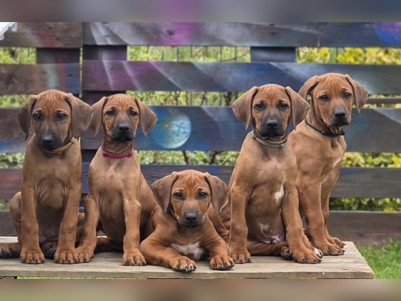 Rhodesian Ridgeback Welpen mit FCI-DNA-Dokumenten