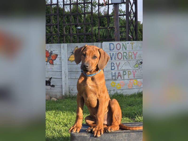 Rhodesian Ridgeback Welpen mit FCI-DNA-Dokumenten