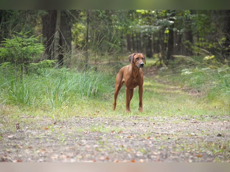 Wurfankündigung – Rhodesian Ridgeback FCI