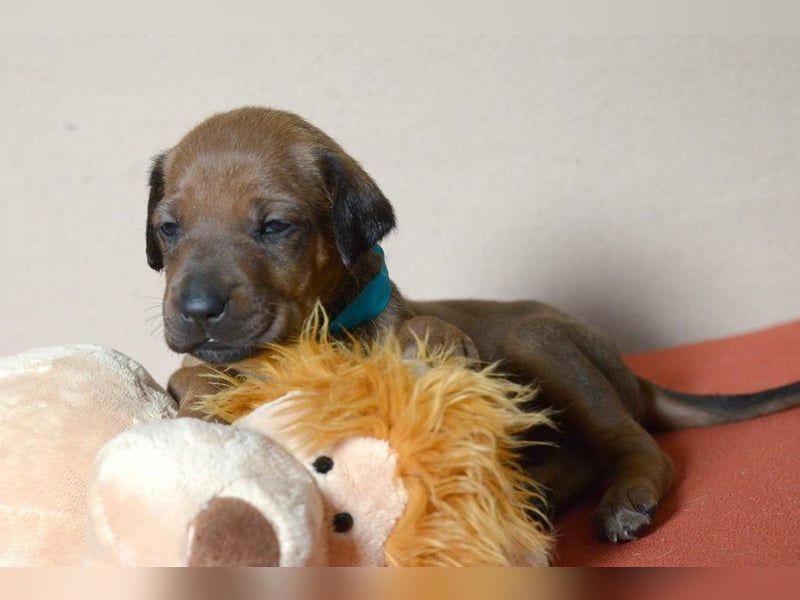 Welpen Rhodesian Ridgeback mit FCI-Papieren