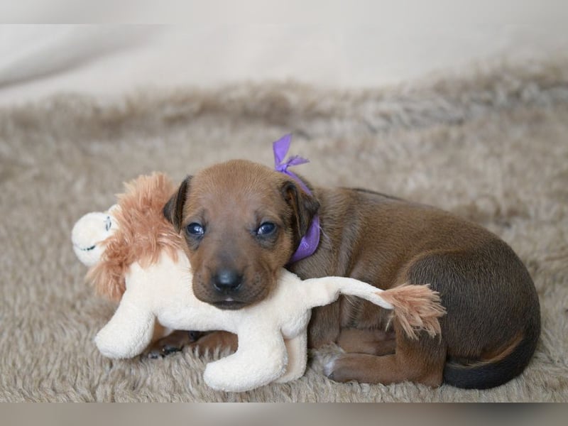 Rhodesian Ridgeback Welpen mit FCI-Papieren, DNA