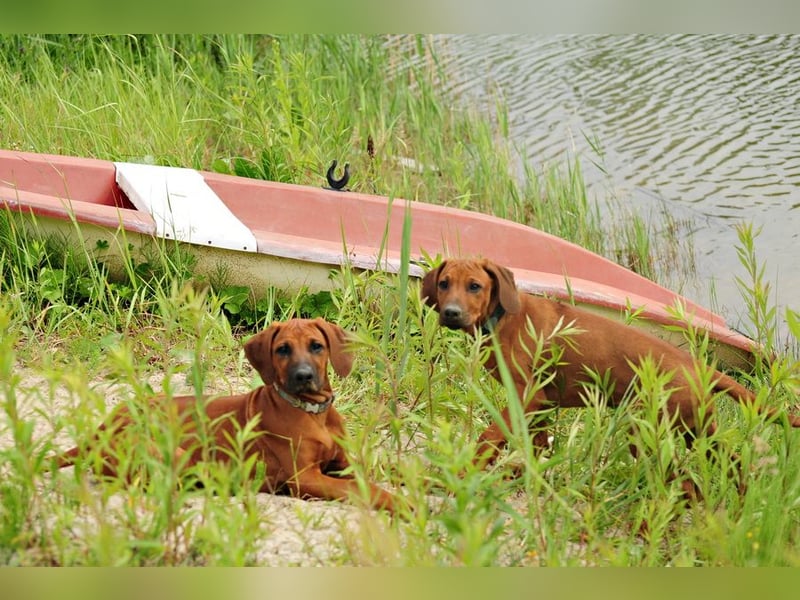 Rhodesian Ridgeback Welpen mit FCI-DNA-Dokumenten