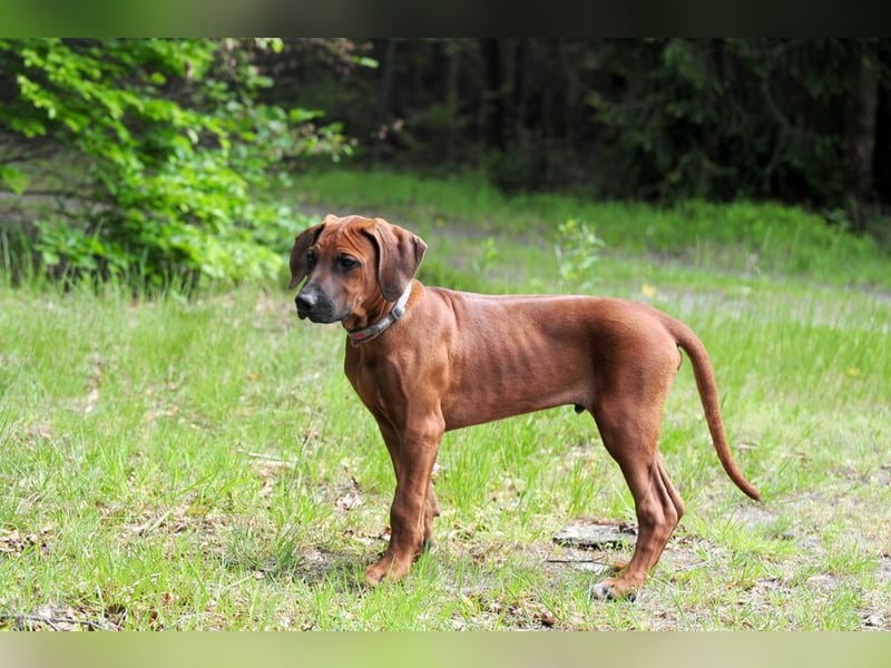 Rhodesian Ridgeback Welpen mit FCI-DNA-Dokumenten
