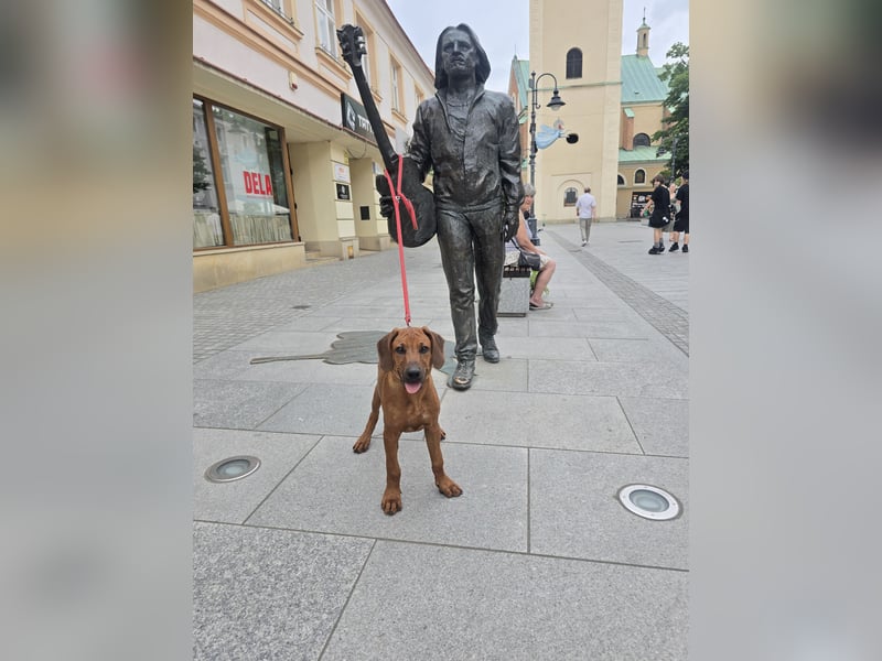 Rhodesian Ridgeback Welpen mit FCI- und DNA-Zertifikaten