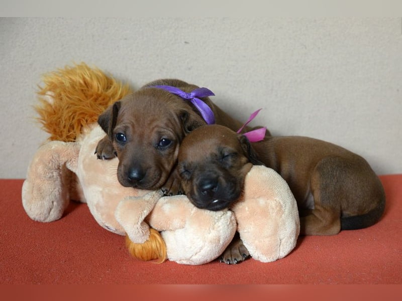 Welpen Rhodesian Ridgeback mit FCI-Papieren